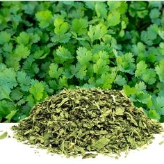 Coriander