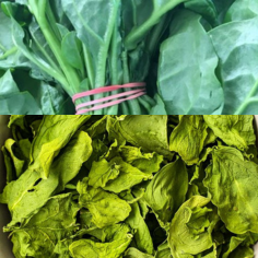 Malabar Spinach1
