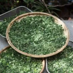 Moringa